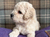 Adorable Cavapoochon Puppies