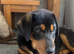 Mastiff X kelpie