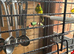 Baby Kakarikies ready to go
