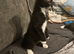 2 kittens loking new family