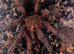 Purple Bloom Tarantula with Temporary Enclosure