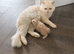Persian kittens
