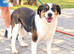 FLO - Loving Medium-Sized Collie Shepherd Cross for Adoption