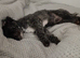 Pet sitting and dog walking
