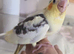 Hand reared conures cockatiels rossellas ringnecks