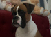 Boxer puppy