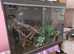 Vivexotic Arboreal Vivarium