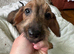 Dauschund x yorkie