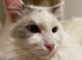 Stunning Ragdoll Male for Sale