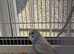 2 Beautiful baby budgies for sale in Swansea