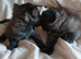 3 bsh cross kittens