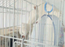 Bonded pair of white Quakers