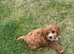 toy cavapoo 1 boy left!!!