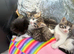 4 beautiful kittens for sale