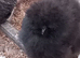 Silkie bantam females