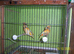 GREENFINCHES PIED