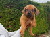 Rottweiler cross Dogue De Bordeaux