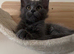 Maine Coon kittens