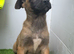 Belgium Shepherd puppies for sale