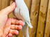 Quaker parrot