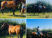 Stunning potential allrounder