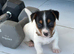 Traditional mini Jack Russell pups