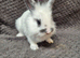 Lionhead Bunnies