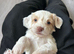 Ready to leave on the 24 th stunning pups