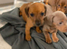 Dachshund