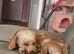 Cockapoo boy F1