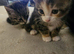 Have 1 girl 1 boy available