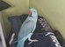 Blue Indian Ringneck