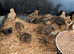 Coturnix Quail chicks
