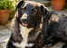 MEET JEMMI – A GENTLE GIRL WHO JUST NEEDS A LITTLE TIME