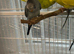 Blackwing budgie handtame very healthy and active