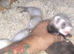 Baby ferrets