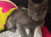 9 week old grey female kitten