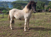 Standard shetland type