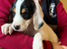 Beagle x lab