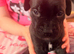 3 presa pups looking for there forever home