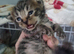 Mancoon babies