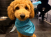 Maltipoo for sale 6 months old