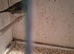 Goldfinch mule