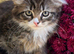 BEAUTIFUL KITTENS LOOKING FOR THEIR FOREVER HOMES