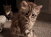 Maine Coon kitten