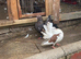 Beautiful  Fantail pigeons