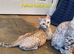 Beautiful TICA Registered Bengal Kittens.