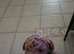 Male Cockapoo - last one!