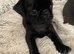 Beautiful pug puppies 1 boy 1 girl available