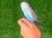 Beautiful baby hand reared budgies